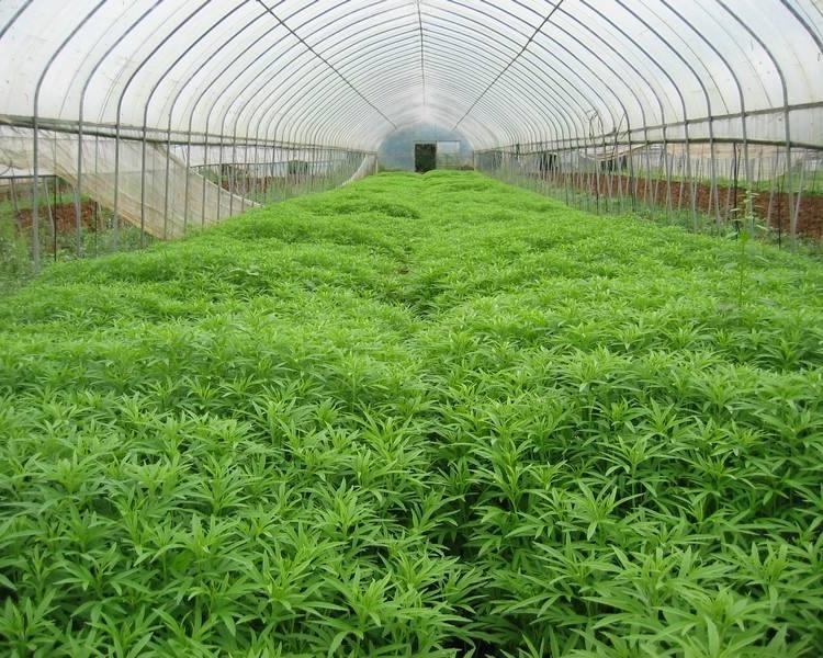 溫室大棚鋼管圖片